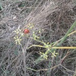 coccinella su finocchietto