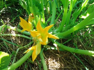 fiori di zucchine 